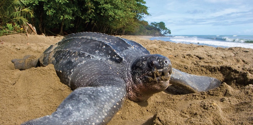 Tortuga Baula